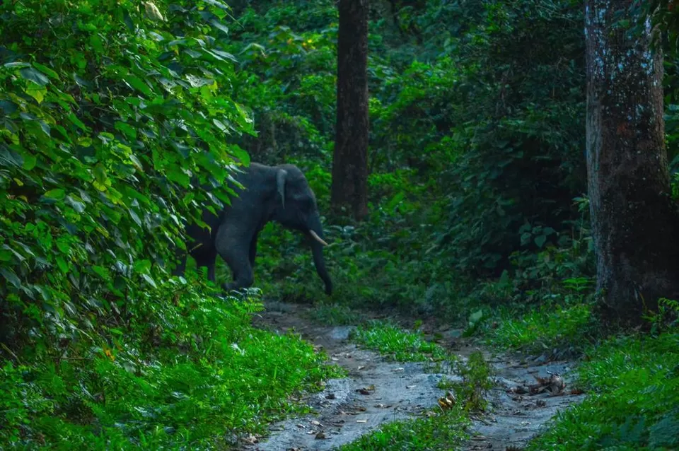 Photo of Chilapata Forest in Dooars: A must-do for the adventure enthusiasts by Deshik Dutta