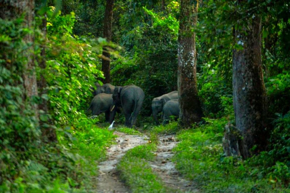 chilapata forest elephant safari booking