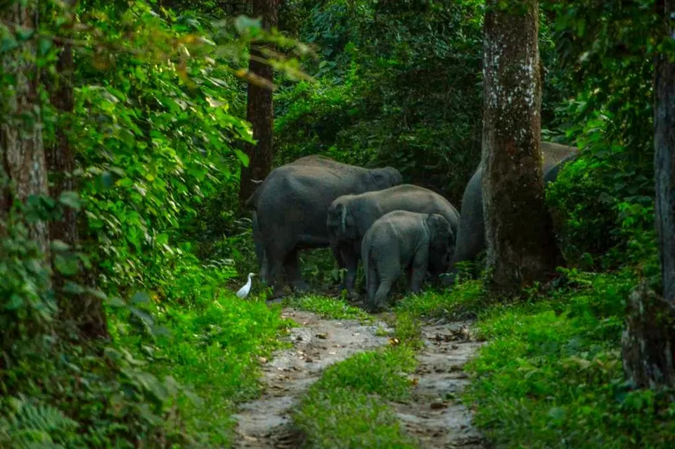 Photo of Chilapata Forest in Dooars: A must-do for the adventure enthusiasts by Deshik Dutta