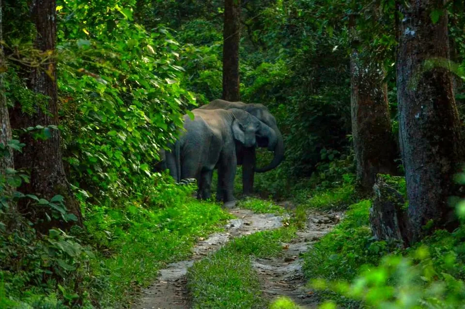 Photo of Chilapata Forest in Dooars: A must-do for the adventure enthusiasts by Deshik Dutta