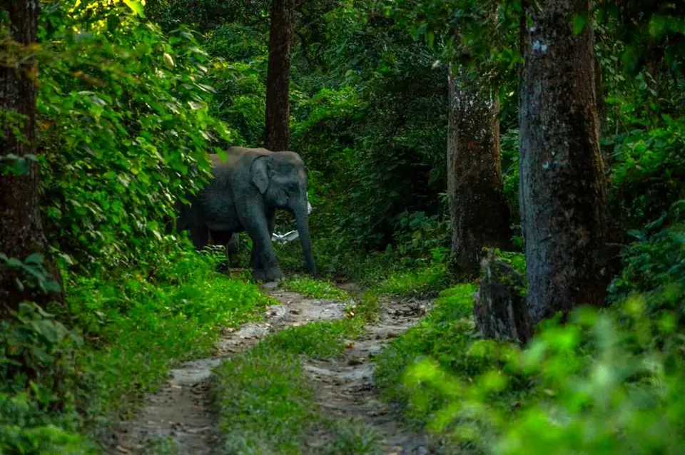 Photo of Chilapata Forest in Dooars: A must-do for the adventure enthusiasts by Deshik Dutta