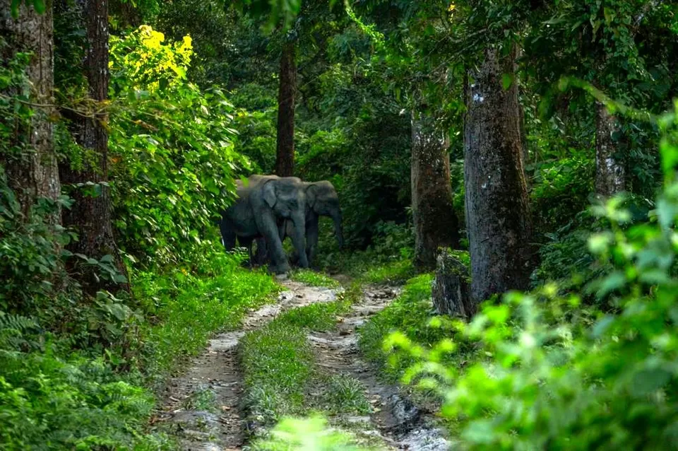 Photo of Chilapata Forest in Dooars: A must-do for the adventure enthusiasts by Deshik Dutta