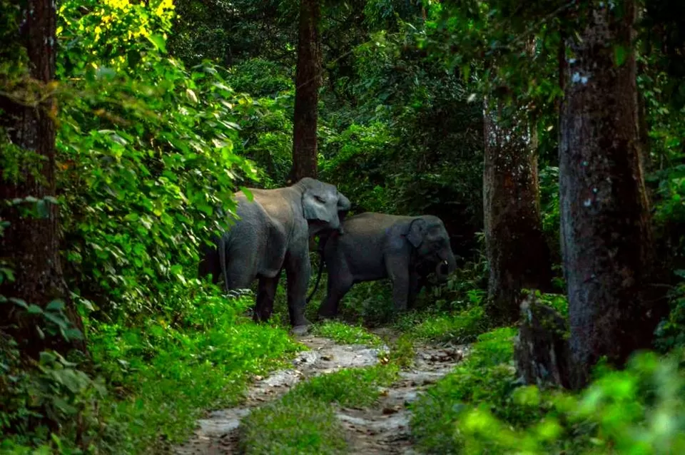 Photo of Chilapata Forest in Dooars: A must-do for the adventure enthusiasts by Deshik Dutta