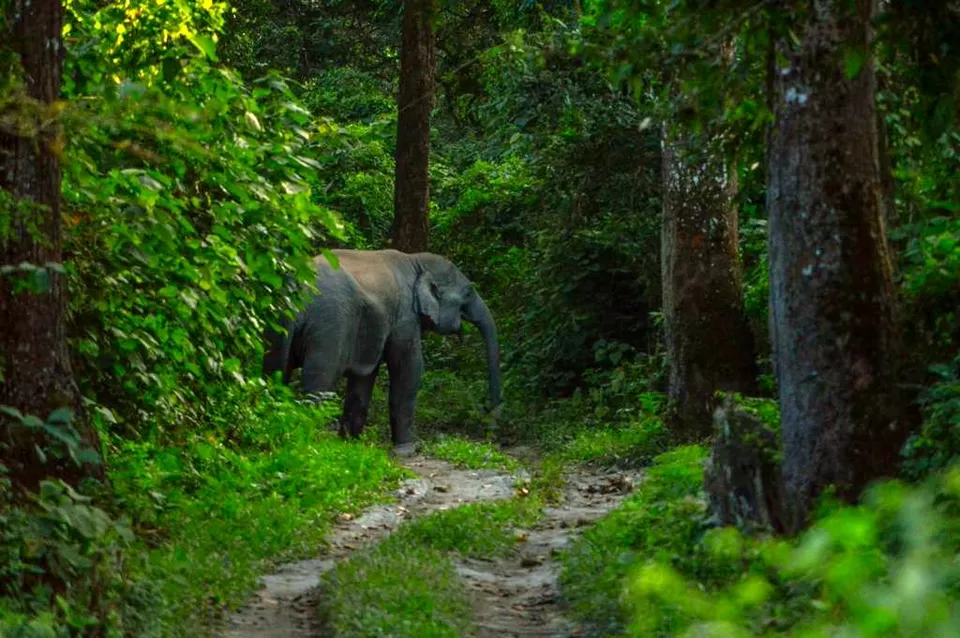 Photo of Chilapata Forest in Dooars: A must-do for the adventure enthusiasts by Deshik Dutta