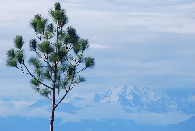 Photo of Binsar, Uttarakhand, India by Krupa Shah