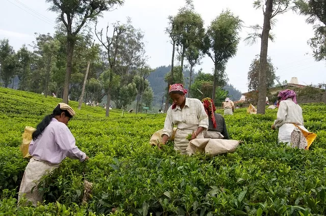 Photo of Coonoor, Tamil Nadu, India by Krupa Shah
