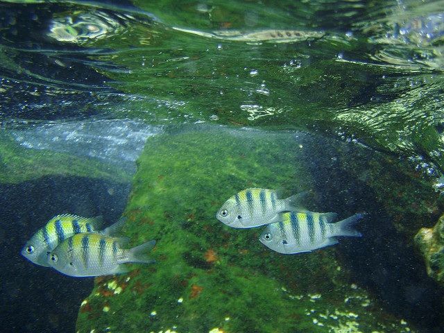 Photo of Bangaram, Lakshadweep, India by Krupa Shah