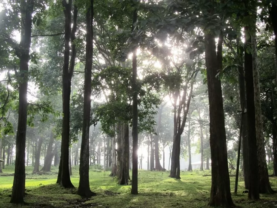 Photo of Coorg, Karnataka, India by Shruthi