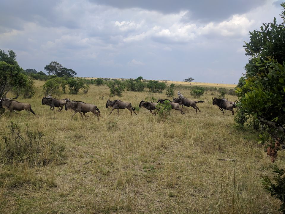 Photo of Jambo Jambo Africa - A tryst with the animals! 56/76 by Sampradha