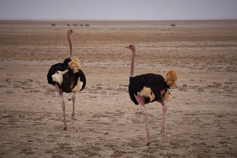 Photo of Jambo Jambo Africa - A tryst with the animals! 65/76 by Sampradha
