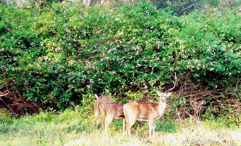 Photo of Weekend Bliss- Bandipur and Wayanad by Panchami Bekal
