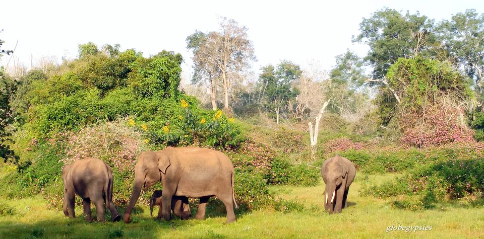 Photo of Weekend Bliss- Bandipur and Wayanad by Panchami Bekal