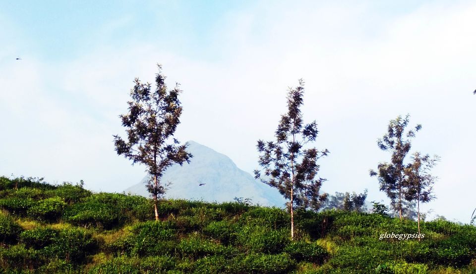Photo of Weekend Bliss- Bandipur and Wayanad by Panchami Bekal