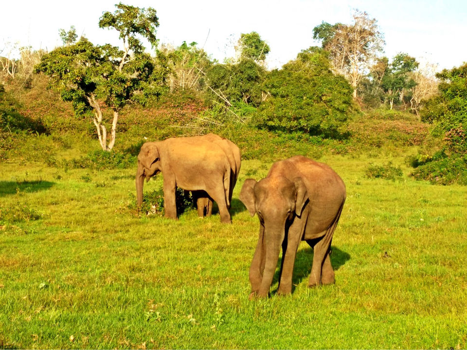 Photo of Weekend Bliss- Bandipur and Wayanad by Panchami Bekal