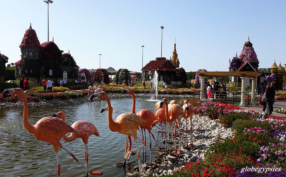 Photo of Miracle Garden 1 - Arjan-Dubailand - Dubai - United Arab Emirates by Panchami Bekal