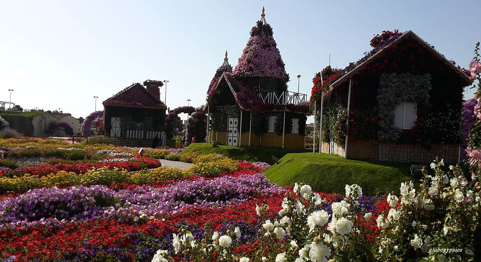 Photo of Miracle Garden 1 - Arjan-Dubailand - Dubai - United Arab Emirates by Panchami Bekal