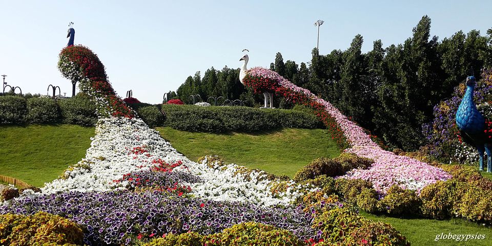 Photo of Miracle Garden 1 - Arjan-Dubailand - Dubai - United Arab Emirates by Panchami Bekal