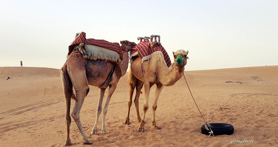 Photo of Desert Safari Dubai - Dubai-Hatta Road - Lahbab - United Arab Emirates by Panchami Bekal