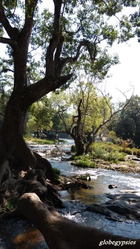 Photo of Dubare Elephant Camp, Nanjarayapatna, Karnataka, India by Panchami Bekal