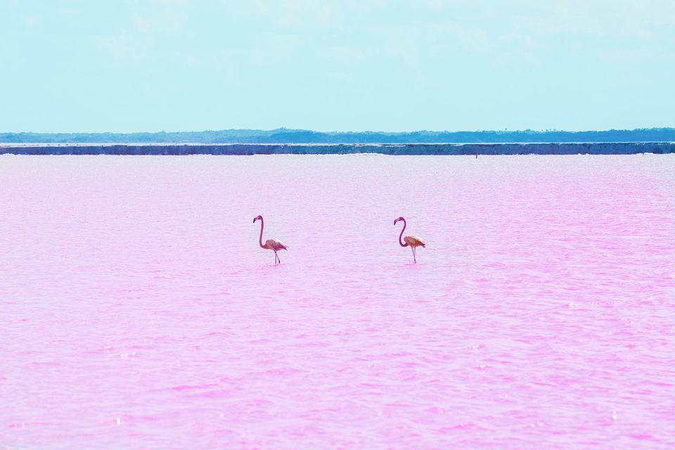 Photo of Las Coloradas, Río Lagartos, Mexico by Natasha Yeryomina