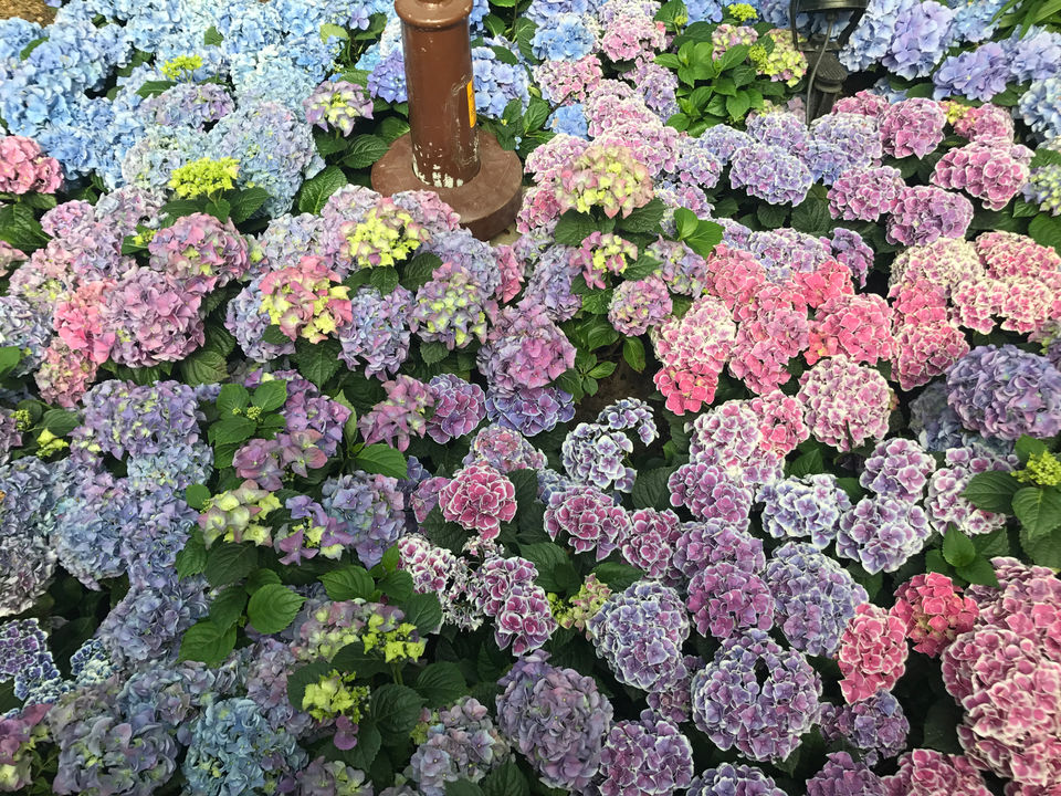 Photo of Gardens by the Bay Singapore by Srikanth Iyer