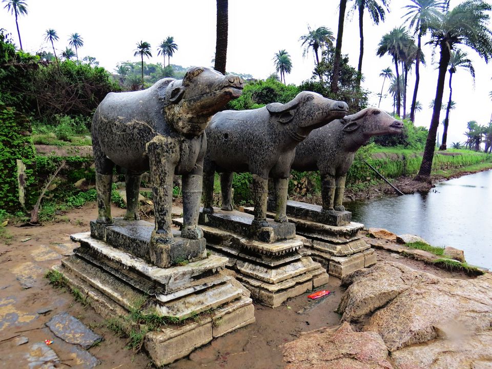 Photo of A Wonderland in the Deserted soil- Mount abu 17/26 by Nehal Pasad