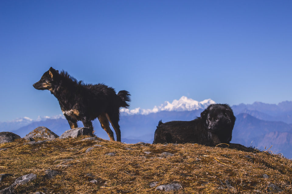 Photo of Sandakphu - The Hidden Gem of Bengal 1/2 by Aman Sharma