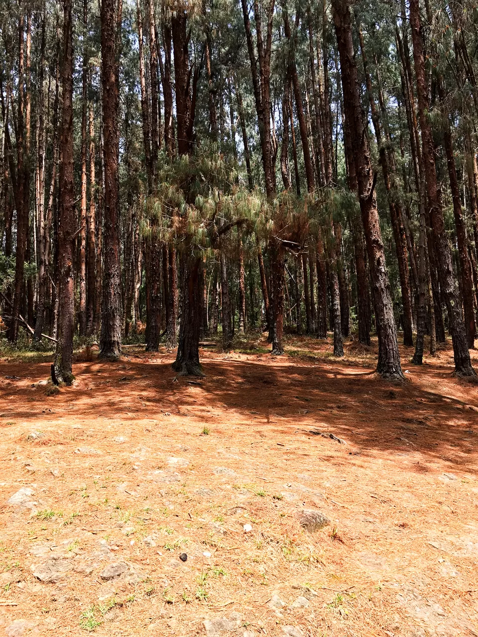 Photo of Kodaikanal - Princess of Hill Stations by Agam Jain - Gypsy On Voyage