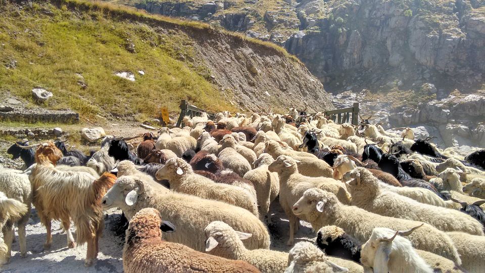 Photo of Lost In Ladakh: A Solo Road Trip! by Omkar Phatak