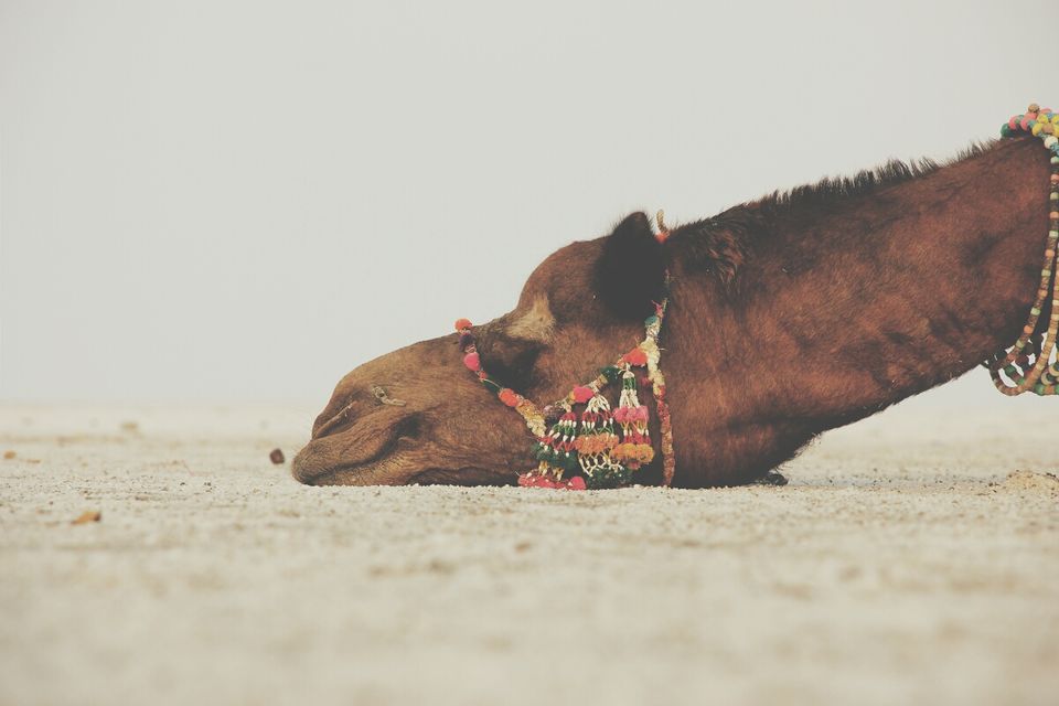 Photo of Kutch: Where Culture Awaits 1/7 by Omkar Phatak