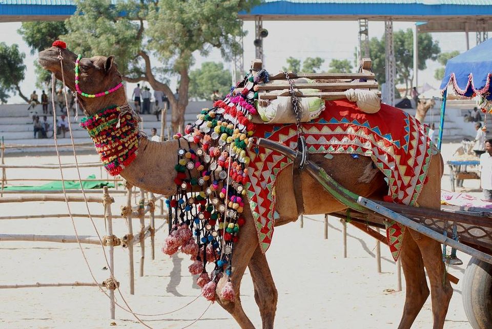 Photo of Pushkar Fair: Capture the true colors of Rajasthan! 3/5 by saloni maheshwari