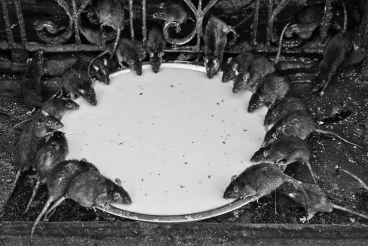 Photo of A Visit to the Fabled Mouse Temple of Bikaner by anshul akhoury