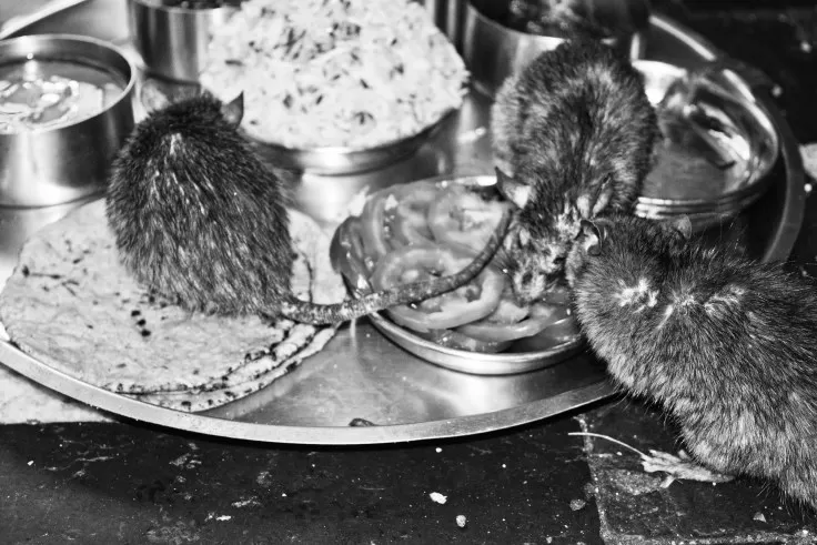 Photo of A Visit to the Fabled Mouse Temple of Bikaner by anshul akhoury