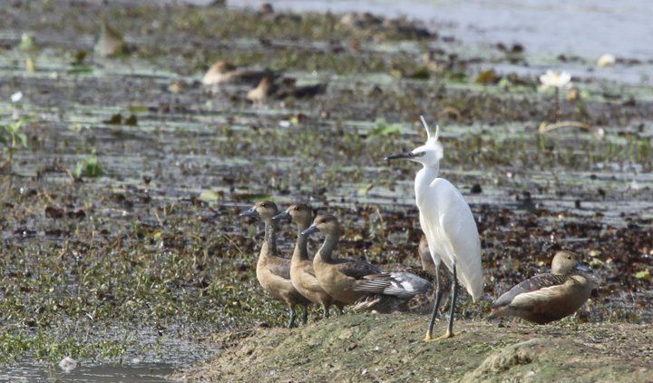 Photo of Guduvi Bird Sanctuary, Gudavi, Karnataka, India by anshul akhoury