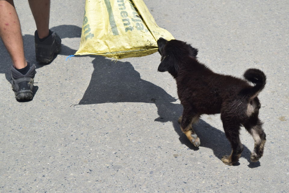 Photo of This Summers, Join A Himalayan NGO And Save It From Dying by anshul akhoury