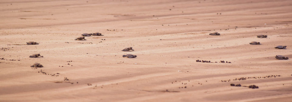 Photo of Velas and Anjarle Turtle Festivals – All you need to know by anshul akhoury