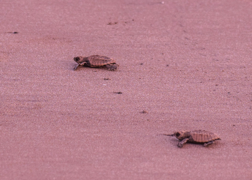 Photo of Velas and Anjarle Turtle Festivals – All you need to know 1/7 by anshul akhoury