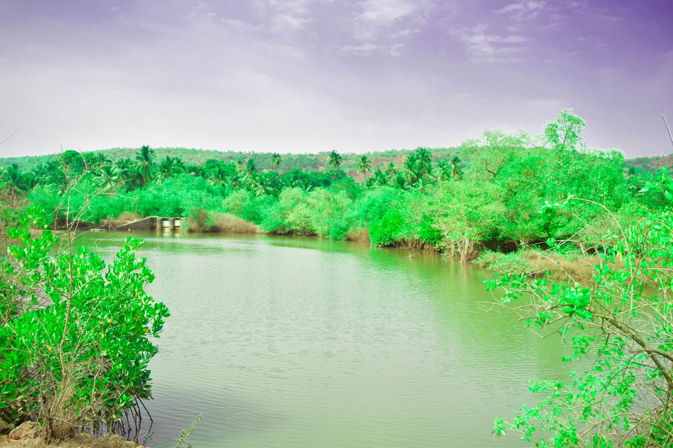 Photo of Velas and Anjarle Turtle Festivals – All you need to know 4/7 by anshul akhoury
