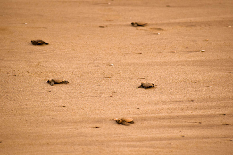 Photo of Velas and Anjarle Turtle Festivals – All you need to know 5/7 by anshul akhoury