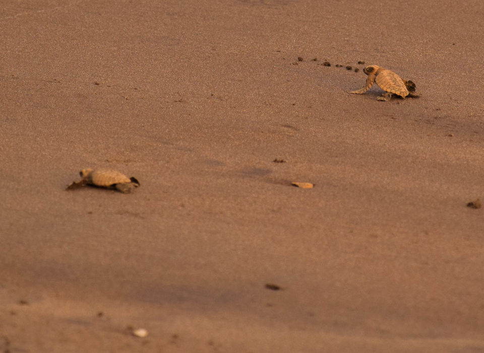 Photo of Velas and Anjarle Turtle Festivals – All you need to know 6/7 by anshul akhoury