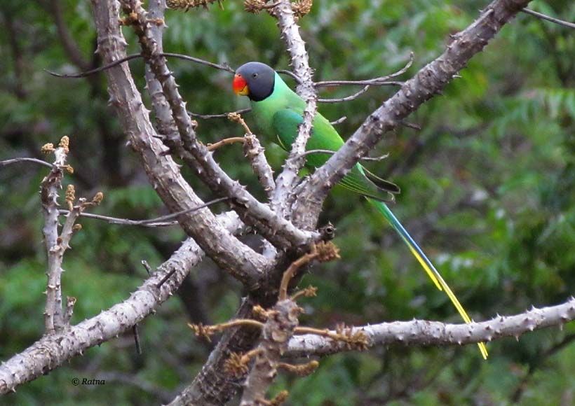 Photo of Kakragad - A laidback birding paradise 3/5 by anshul akhoury