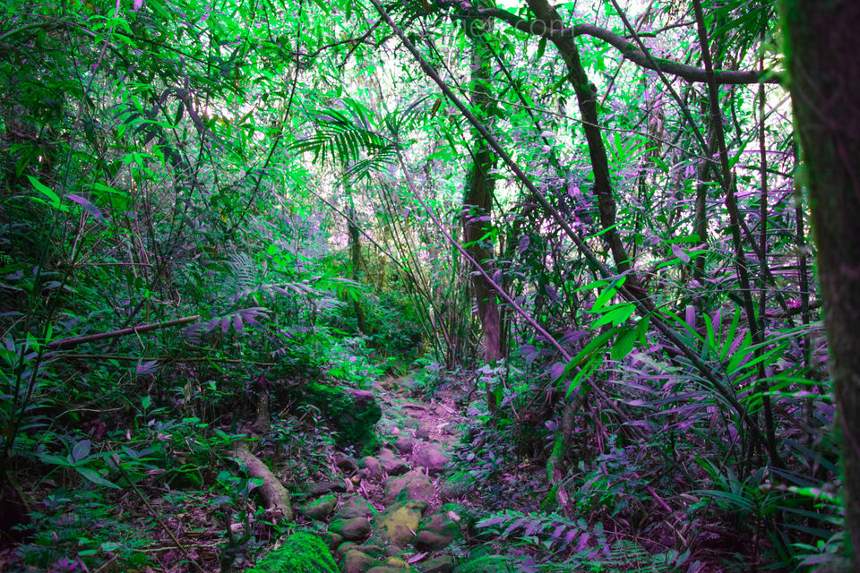 Photo of This Rustic Trail in Meghalaya shows you a Slice of Meghalaya's Colonial Era 1/1 by anshul akhoury
