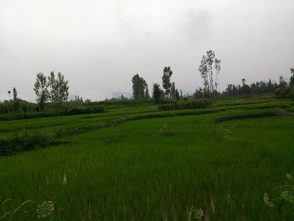 Photo of Verinag and Kolam Chinar – South Kashmir’s hidden gems 4/4 by anshul akhoury
