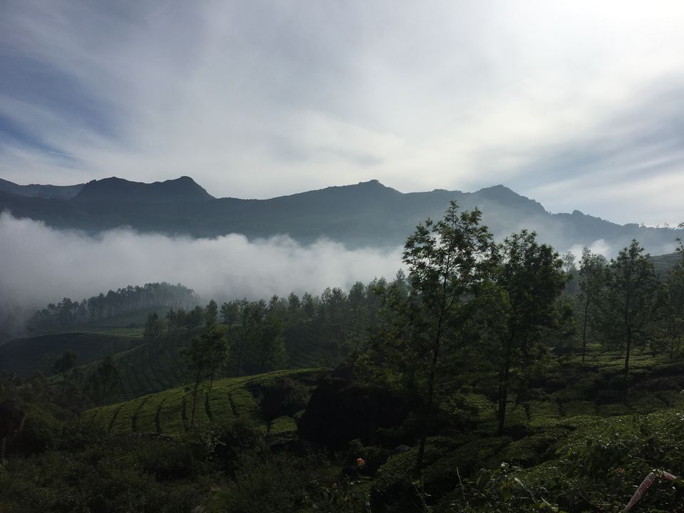 Photo of <u>Munnar: Amidst Mist</u> 6/7 by Rohit Agrawal