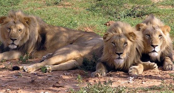 Photo of Top 6 Wildlife Sanctuaries in India That You Can’t Afford To Miss 5/6 by Jyoti Dhiman