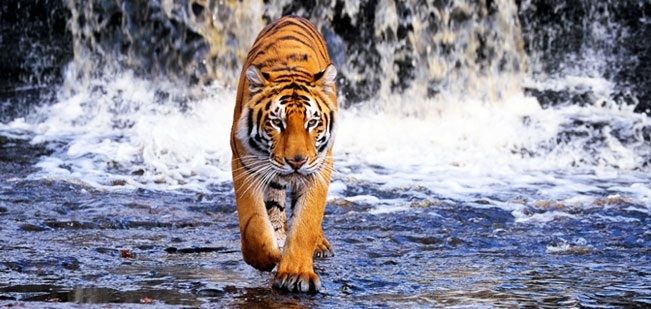 Photo of Top 6 Wildlife Sanctuaries in India That You Can’t Afford To Miss 6/6 by Jyoti Dhiman