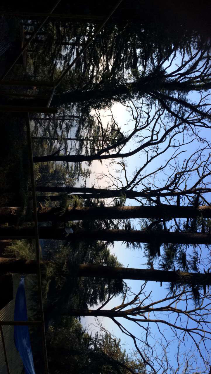 Photo of Dalhousie, Himachal Pradesh, India by Karishma Chandwani