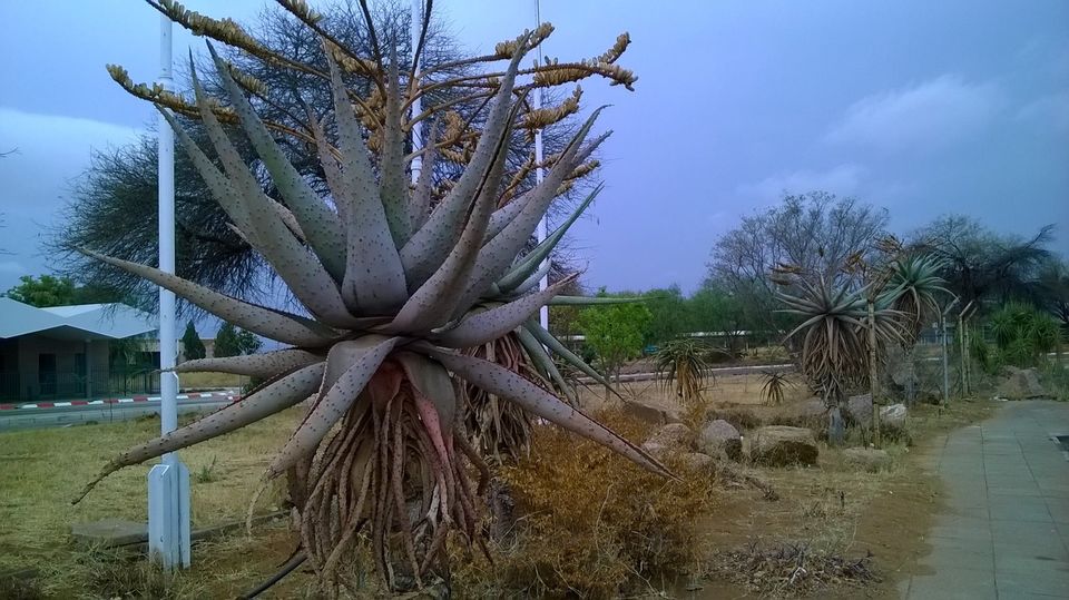 Photo of My travel to Botswana 1/1 by Soma Dey