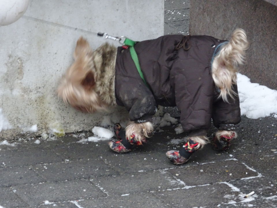 Photo of Moscow during Chirstmas 5/11 by Soma Dey