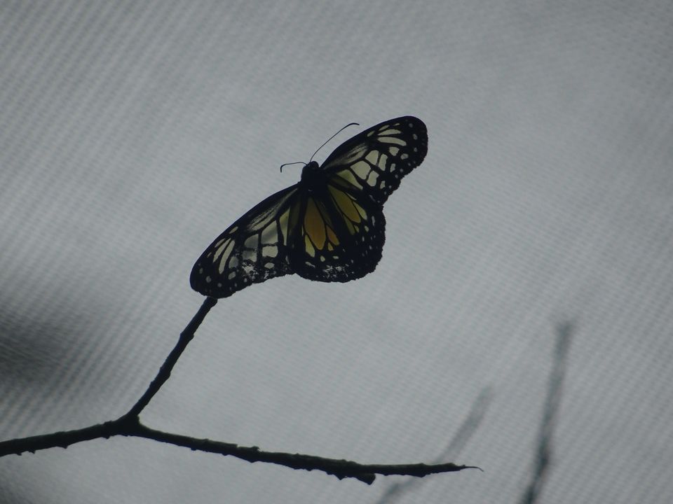 Photo of Butterflies of Malaysia 2/8 by Soma Dey